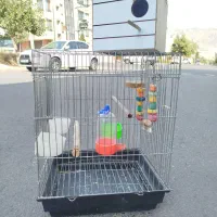 قفس کاسکو و عروس هلندی