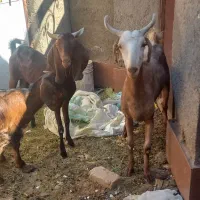 بز افغانی خالص با بزغاله