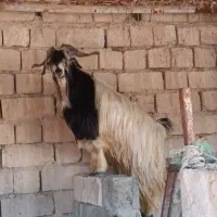 گوسفند