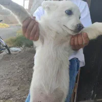 سگ خانگی