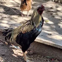 خروس|حیوانات مزرعه|پردیس, شهرک صنعتی خرمدشت فاز ۷|دیوار