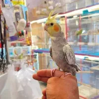 عروس هلندی