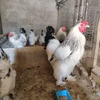 تخم نطفه دار برهما لایت