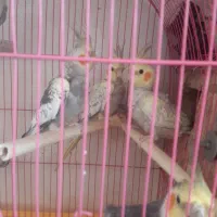 عروس هلندی ۳عددبچه