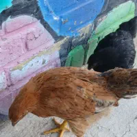 اردک|حیوانات مزرعه|داران, |دیوار