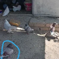 کبوتر یا کفتر غریب رفته جوجه داره