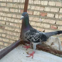 کبوتر مسافتی ماده