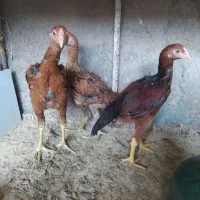 جوجه لاری