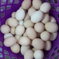 تخم مرغ   محلی نطفه  دار سالم