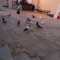 کبوتر پرشی