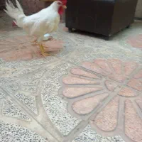 خروس