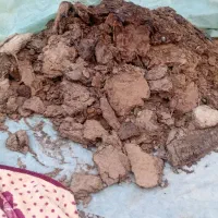 کودگوسفندی