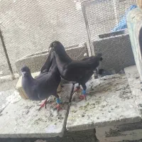 کبوتر|پرنده|فسا, |دیوار