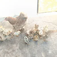 جوجه محلی لنده