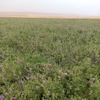 یونجه پاک شده