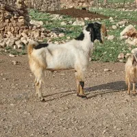بز نر|حیوانات مزرعه|حمیل, |دیوار