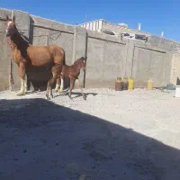 اسب