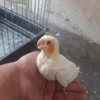 طوطی عروس هلندی