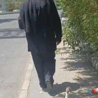 اردک|حیوانات مزرعه|تهران, هفت چنار|دیوار