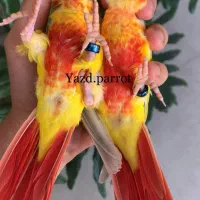 ردچیک و مونچیک ماده با تست