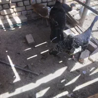 بقلمون