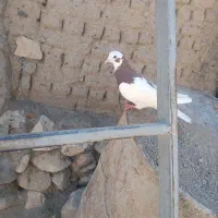 کبوتر|پرنده|خوی, |دیوار