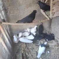 کبوتر طوقی زاغ