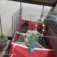 مرغ مینا