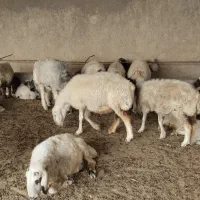 میش بابره