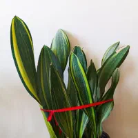 سانسوریا راکتی