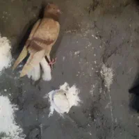 کبوتر