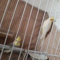 عروس هلندی