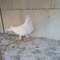 سفید نر قلدور