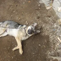 سگ نژاد ژرمن