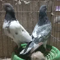 چپرا وتیدی با جوجه