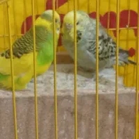 چند جفت مرغ عشق