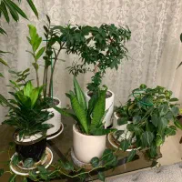 گل و گلدون