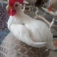خروس