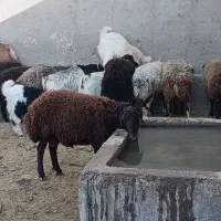 قصاب سیار
