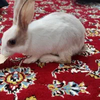 بچه خرگوش یه ماه و نیمه