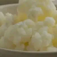 قارچ کامبوجا .قارچ کفیر شیر