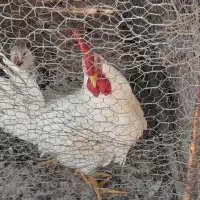 فروش مرغ و خروس جوان.سهره ماده