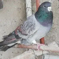 نر خرقه سیمونی