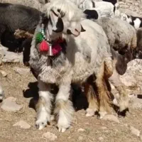 گوسفند مدتی