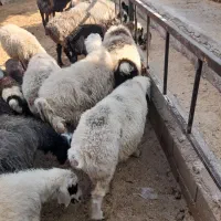 میش