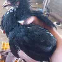 جوجه مرغ محلی