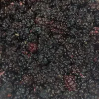 شاتوت
