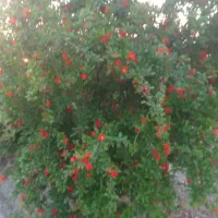 زمین باغی انجیر و انار
