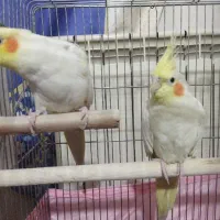 جفت عروس هلندی تخم گذار و رام