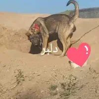 سگ گم شده|حیوانات|سلفچگان, |دیوار